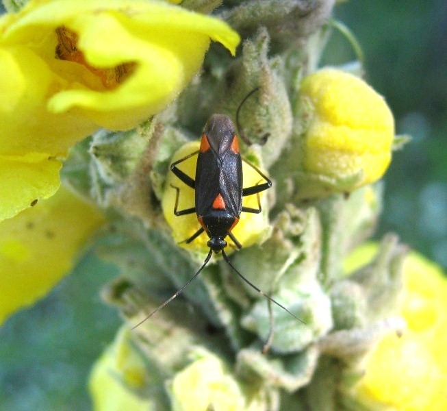 Miridae: Capsodes mat della Sicilia